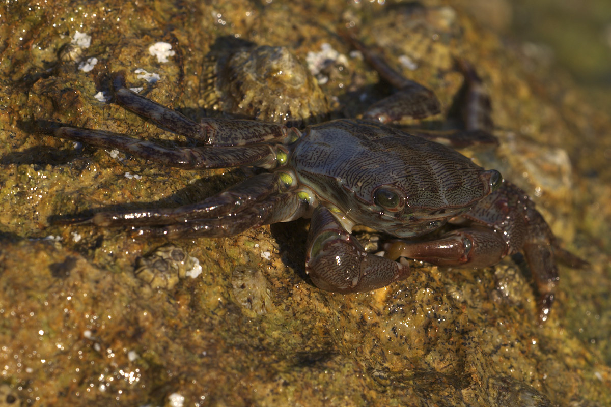 Pachygrapsus marmoratus (Fabricius, 1787)